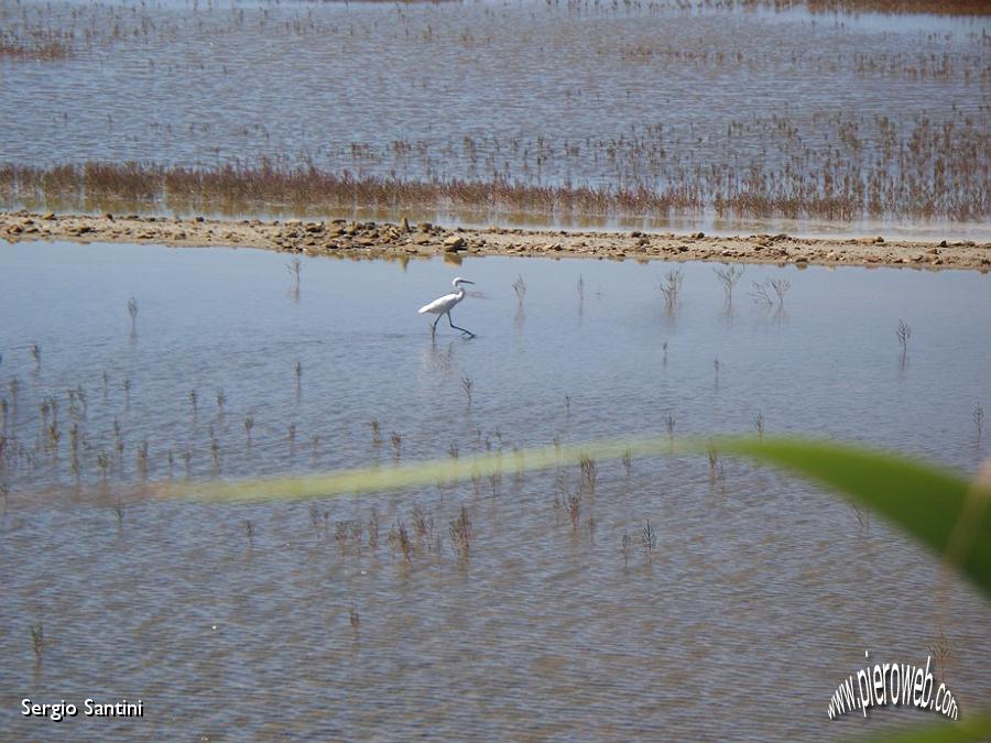 02 Garzetta nelle saline.JPG